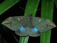 Erebid Moth - Ischyja ferrifracta This Erebid Moth - Ischyja ferrifracta has bright blue markings on its hind wings. Davao,Erebid Moth,Geotagged,Ischyja ferrifracta,Mindanao,Moth,Philippines,Spring