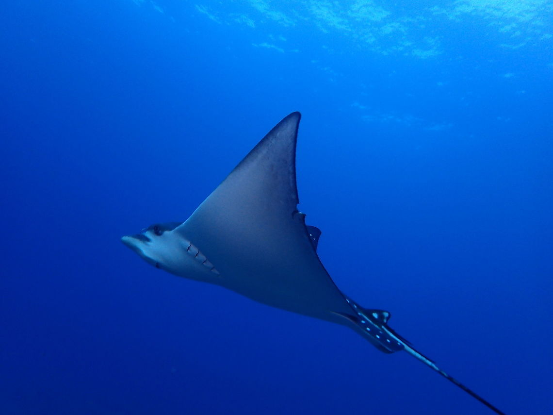 Spotted Eagle Ray - Aetobatus narinari The Spotted Eagle Ray - Aetobatus narinari is easily identified by the white spots on its back. Aetobatus narinari,Geotagged,Philippines,Spotted eagle ray,Spring,cebu,malapascua
