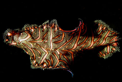 Persian Carpet Flatworm - Pseudobiceros bedfordi The Persian Carpet Flatworm - Pseudobiceros bedfordi is brightly patterned and when it swims, makes it looks like a carpet, although almost all species of Flatworms swims in the same manner. Geotagged,Persian Carpet Flatworm,Philippines,Pseudobiceros bedfordi,Winter,cebu,moal-boal