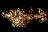 Persian Carpet Flatworm - Pseudobiceros bedfordi The Persian Carpet Flatworm - Pseudobiceros bedfordi is brightly patterned and when it swims, makes it looks like a carpet, although almost all species of Flatworms swims in the same manner. Geotagged,Persian Carpet Flatworm,Philippines,Pseudobiceros bedfordi,Winter,cebu,moal-boal