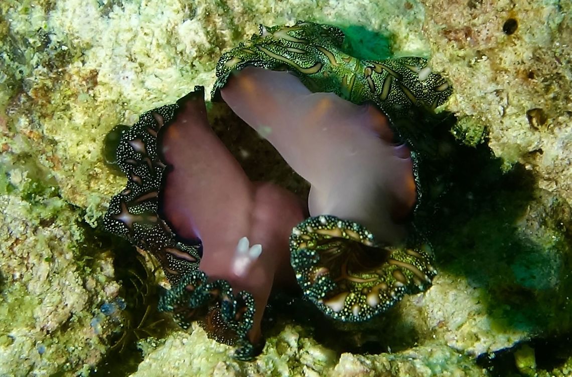 Penis Fencing Persian Carpet Flatworm The Persian Carpet Flatworm - Pseudobiceros bedfordi are  hermaphroditic and have two penises (can be seen in the picture as  the two white pointed thing). During mating, they fence with one another, using their penises, attempting to stab and inject sperm in their opponent, while avoiding being fertilized by their opponent. They are able to inseminate their opponent by injecting their sperm into any region of the other&#039;s body they are able to penetrate. After successfully injecting the other, the spermatozoa stream through their partner&#039;s body on their way to ovaries, where they will fertilize the eggs. The stream is visible through the body tissue of the worm, appearing as pale streaks, like lightning jags. Flatworm,Geotagged,Persian Carpet Flatworm,Philippines,Pseudobiceros bedfordi,Spring,cebu,malapascua