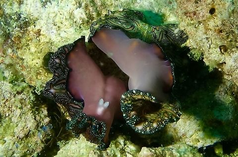 Penis Fencing Persian Carpet Flatworm The Persian Carpet Flatworm - Pseudobiceros bedfordi are  hermaphroditic and have two penises (can be seen in the picture as  the two white pointed thing). During mating, they fence with one another, using their penises, attempting to stab and inject sperm in their opponent, while avoiding being fertilized by their opponent. They are able to inseminate their opponent by injecting their sperm into any region of the other's body they are able to penetrate. After successfully injecting the other, the spermatozoa stream through their partner's body on their way to ovaries, where they will fertilize the eggs. The stream is visible through the body tissue of the worm, appearing as pale streaks, like lightning jags. Flatworm,Geotagged,Persian Carpet Flatworm,Philippines,Pseudobiceros bedfordi,Spring,cebu,malapascua