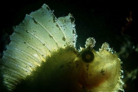 Leaf Scorpionfish - Taenianotus triacanthus Leaf Scorpionfish - Taenianotus triacanthus has very flat body, hence its name.  They comes in a variety of colours - Pink, White, Brown, Black, Green and Yellow.  They have venomous spines on their dorsal spines which can be clearly seen in this back-lit picture of the White variation. Geotagged,Leaf scorpionfish,Philippines,Scorpionfish,Taenianotus triacanthus,Winter,cebu,moal-boal