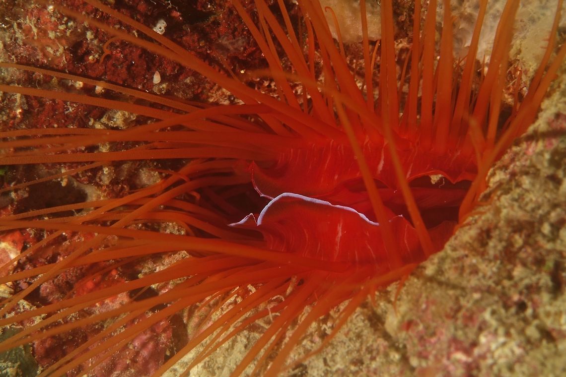 Electric Clam - Ctenoides ales Ctenoides ales is a salt water clam, commonly known as Electric Clam, Laser Clam, Disco Clam because of the flashing light soft tissue at the edge of its mantle that flashes light.  It is the only clam known to produce this light. Clam,Ctenoides ales,Electric Clam,Geotagged,Laser Clam,Philippines,Winter,cebu,moal-boal