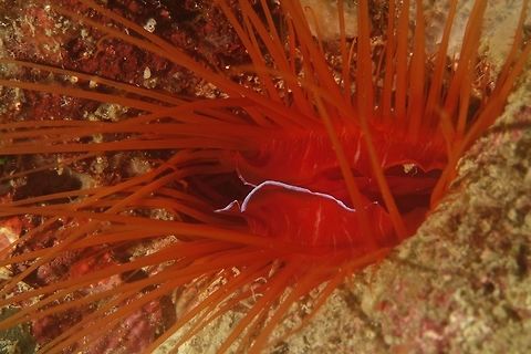 Electric Clam - Ctenoides ales Ctenoides ales is a salt water clam, commonly known as Electric Clam, Laser Clam, Disco Clam because of the flashing light soft tissue at the edge of its mantle that flashes light.  It is the only clam known to produce this light. Clam,Ctenoides ales,Electric Clam,Geotagged,Laser Clam,Philippines,Winter,cebu,moal-boal