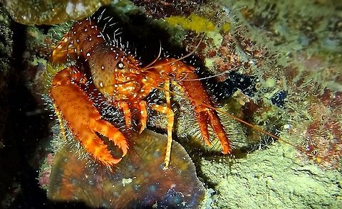 Red Reef Lobster - Enoplometopus occidentalis Red Reef Lobster - Enoplometopus occidentalis is a medium size lobster, all red in colour and hairy all over its body, legs and claws.                          Anilao,Batangas,Enoplometopus occidentalis,Geotagged,Lobster,Philippines,Red Reef Lobster,Winter