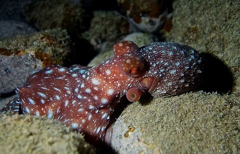 Starry Night Octopus The Starry Night Octopus - Octopus luteus is a nocturnal octopus and usually only seen at night time when they come out to hunt.  Unlike most other species of Octopus, they don't change colour too much, mostly reddish brown with white spots.                     Anilao,Batangas,Octopus,Octopus luteus,Philippines,Starry Night Octopus,Starry night octopus
