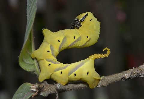 Caterpillar of Acherontia lachesis This is the Caterpillar of Dead Head Hawkmoth - Acherontia lachesis Acherontia lachesis,Caterpillar,Geotagged,North Luzon,Philippines,Winter,moth week 2018