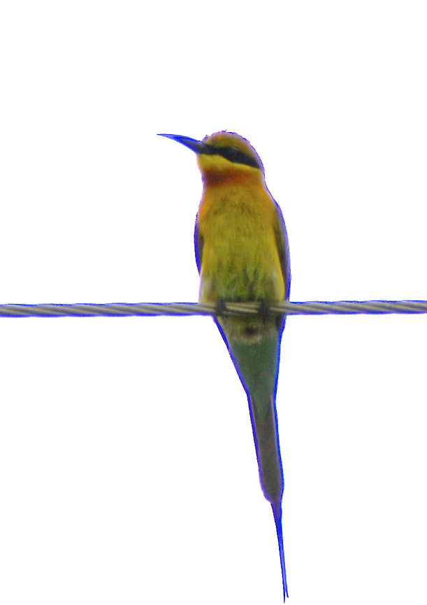 Blue-tailed Bee Eater Blue-tailed Bee Eater - Merops philippinus, small and colourful bird Bee-eater,Blue-tailed Bee-eater,Geotagged,Merops philippinus,Philippines,Winter,bird,north luzon