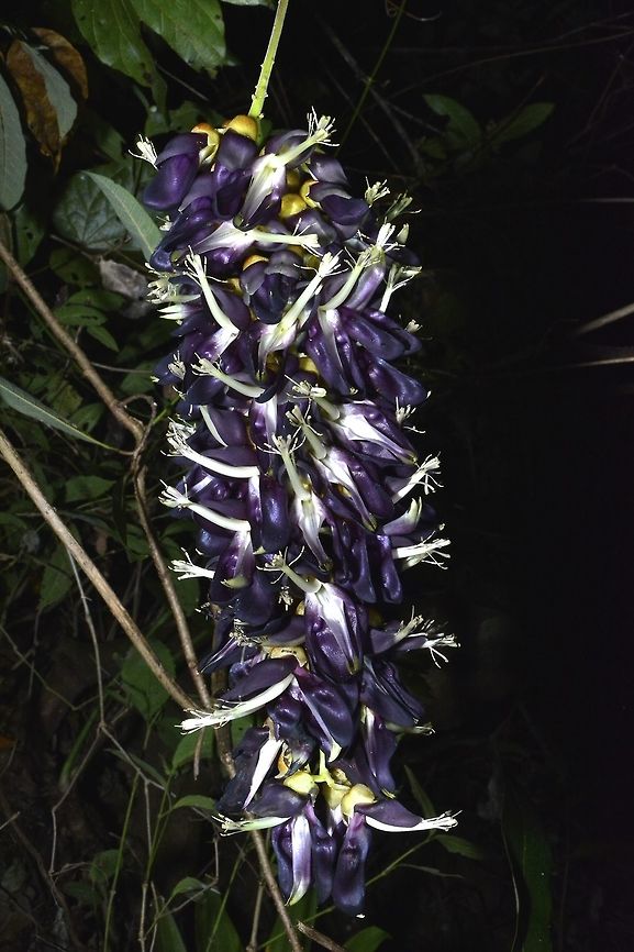 Velvet Bean - Mucuna pruriens Mucuna pruriens is a tropical legume. Its English common names include velvet bean, Bengal velvet bean, Florida velvet bean, Mauritius velvet bean, Yokohama velvet bean, cowage, cowitch, lacuna bean and many others. The plant is notorious for the extreme itchiness it produces on contact, particularly with the young foliage and the seed pods. It has value in agricultural and horticultural use and has a range of medicinal properties. Bean,Geotagged,Mucuna pruriens,Philippines,Velvet Bean,Winter,north luzon
