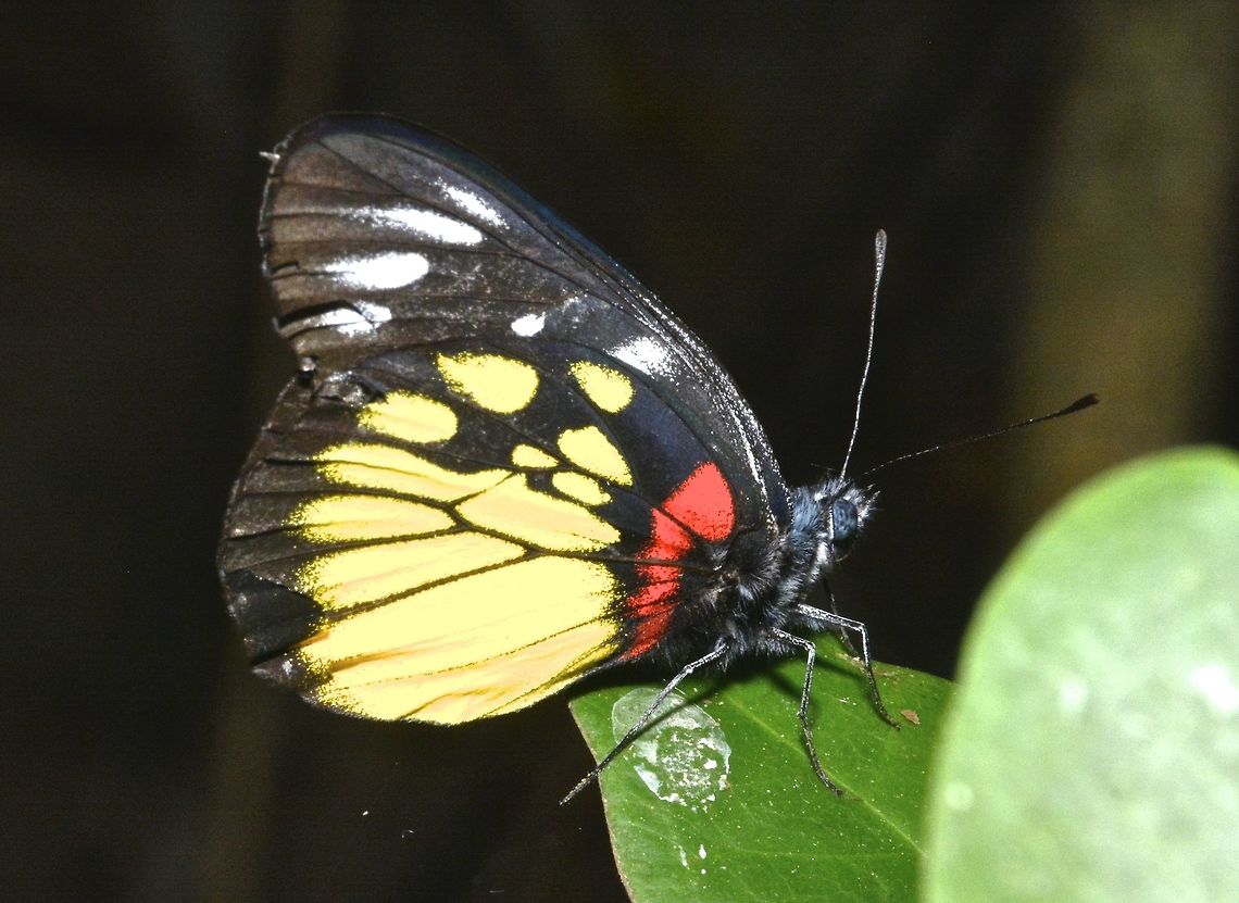 Redbase Jezebel Butterfly This is the sub-species of Redbase Jezebel Butterfly - Delias henningia henningia, endemic to Philippines Butterfly,Delias henningia,Geotagged,Jezebel Delias henningia,Philippines,Redbase Jezebel,Winter,north luzon