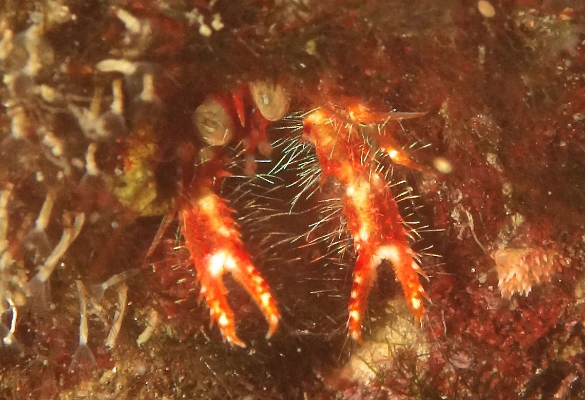 Olivar's Squat Lobster - Munida olivarae (Updated ID Trapezionida olivarae) Olivar's Squat Lobster - Trapezionida olivarae is a small crab, around 1 cm inside.  Mostly seen hiding in small holes of coral rubbles and rocks, with them hanging out their claws to catch food.                      Anilao,Batangas,Geotagged,Munida olivarae,Olivar's Squat Lobster,Philippines,Trapezionida olivarae,Winter