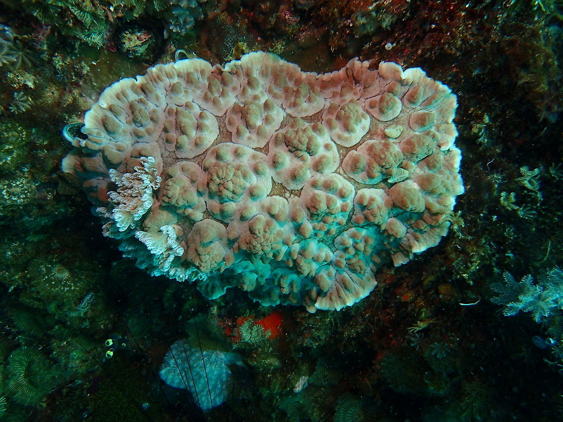 Nudibranch - Dendrodoris carbunculosa This Nudibranch - Dendrodoris carbunculosa, is very large in size, at least 30cm.<br />
<br />
This is another picture to have a better idea of its size :<br />
<br />
<figure class="photo"><a href="https://www.jungledragon.com/image/43423/nudibranch_-_dendrodoris_carbunculosa.html" title="Nudibranch - Dendrodoris carbunculosa"><img src="https://s3.amazonaws.com/media.jungledragon.com/images/2994/43423_thumb.JPG?AWSAccessKeyId=05GMT0V3GWVNE7GGM1R2&Expires=1759968010&Signature=1kCOrp8BkkrV8v9pX77986ZsYGk%3D" width="200" height="150" alt="Nudibranch - Dendrodoris carbunculosa This Nudibranch - Dendrodoris carbunculosa, is very large in size, at least 30cm. Dendrodoris carbunculosa,Geotagged,Nudibranch,Philippines,Spring,cebu,malapascua" /></a></figure><br />
 Dendrodoris carbunculosa,Geotagged,Nudibranch,Philippines,Spring,cebu,malapascua