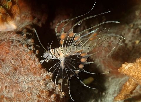 Juvenile Red Lionfish - Pterois volitans This is the Juvenile phase of Red Lionfish - Pterois volitans.                          Geotagged,Lionfish,Philippines,Pterois volitans,Red lionfish,Winter,cebu,moal-boal