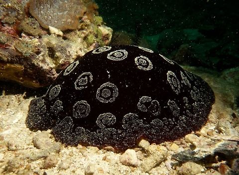 Pleurobranchus weberi This is a large Pleurobranch, purplish brown with white double rings on the mantle. Mantle with small rounded tubercles. The unique sand patterns were created by burying in the sand, which they do during day time. Geotagged,Philippines,Pleurobranchus,Pleurobranchus weberi,Spring,cebu,malapascua