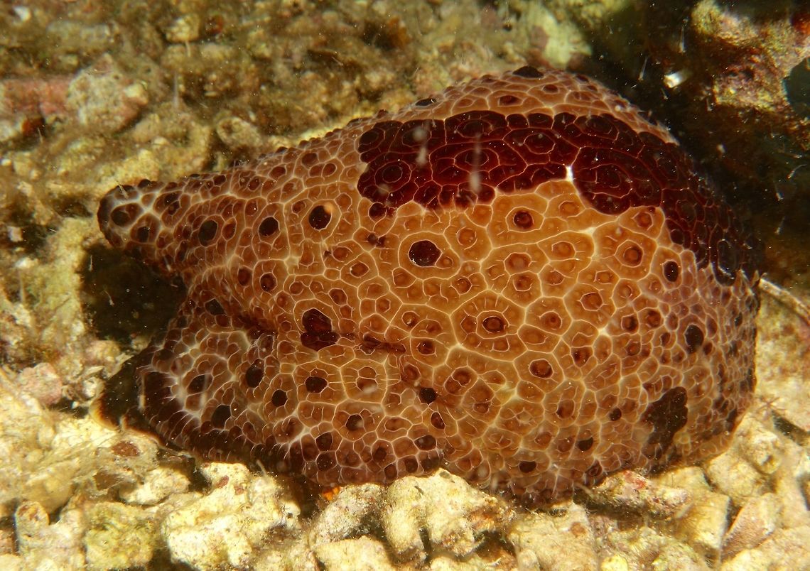 Tiled Pleurobranch - Pleurobranchus grandis Big in size, this Tiled Pleurobranch - Pleurobranchus grandis is around 25 cm in size and it get its name from the tiled patterns. Geotagged,Philippines,Pleurobranchus grandis,Spring,Tiled Pleurobranch,cebu,malapascua