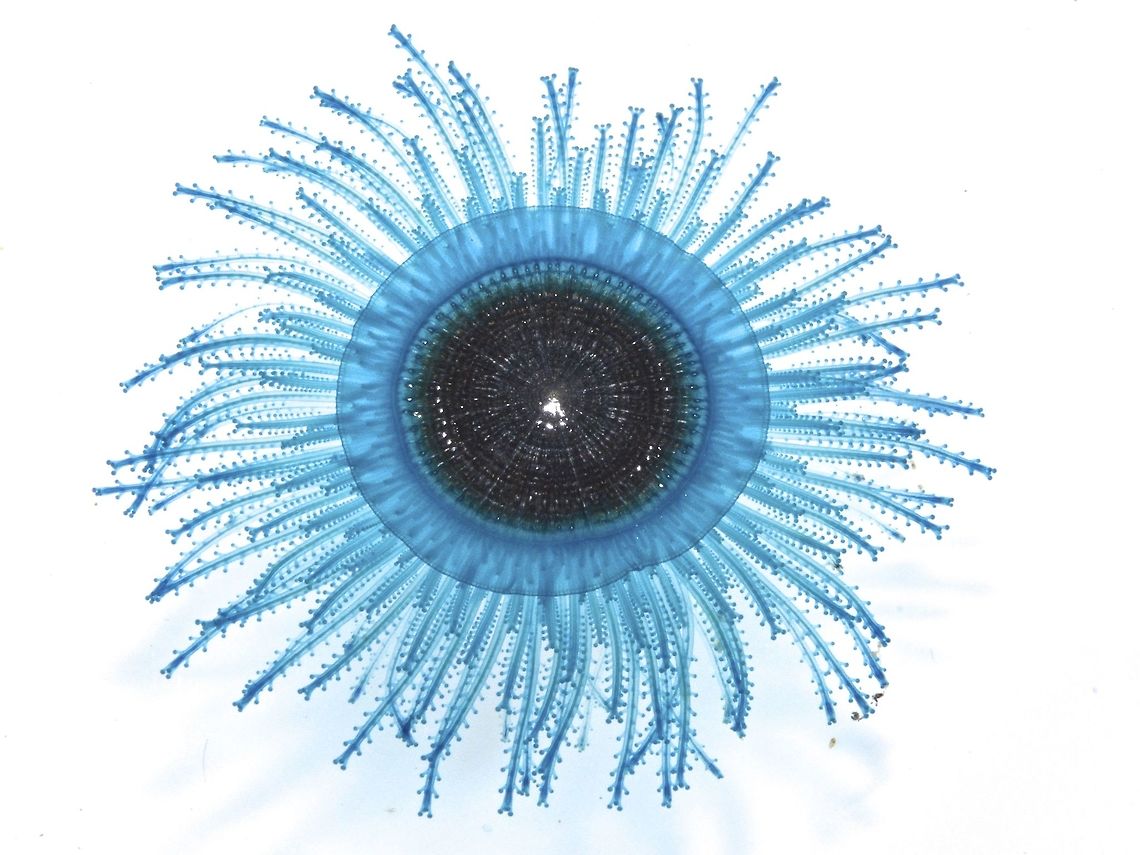 Blue Button - Porpita porpita Porpita porpita, commonly known as the blue button, is a marine organism consisting of a colony of hydroids found in tropical and sub-tropical waters of the Pacific, Atlantic, and Indian oceans. Although it is superficially similar to a jellyfish, each apparent individual is actually a colony of hydrozoan polyps. The blue button is a Chondrophore, which is a group of cnidarians that also includes Velella and Porpema. The chondrophores are similar to the better-known siphonophores, which includes the Portuguese Man o&#039; War. The blue button lives on the surface of the sea and consists of two main parts: the float and the hydroid colony. The hard golden-brown float is round, almost flat, and about one inch wide. The hydroid colony, which can range from bright blue turquoise to yellow, resembles tentacles like those of the jellyfish. Each strand has numerous branchlets, each of which ends in knobs of stinging cells called nematocysts. The blue button sting is not powerful but may cause irritation to human skin. Anilao,Batangas,Blue Button,Geotagged,Philippines,Porpita porpita,Winter