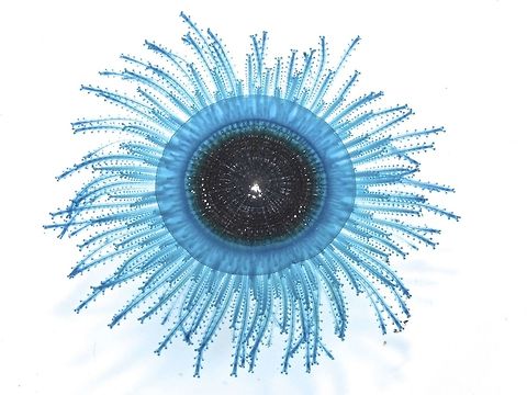 Blue Button - Porpita porpita Porpita porpita, commonly known as the blue button, is a marine organism consisting of a colony of hydroids found in tropical and sub-tropical waters of the Pacific, Atlantic, and Indian oceans. Although it is superficially similar to a jellyfish, each apparent individual is actually a colony of hydrozoan polyps. The blue button is a Chondrophore, which is a group of cnidarians that also includes Velella and Porpema. The chondrophores are similar to the better-known siphonophores, which includes the Portuguese Man o' War. The blue button lives on the surface of the sea and consists of two main parts: the float and the hydroid colony. The hard golden-brown float is round, almost flat, and about one inch wide. The hydroid colony, which can range from bright blue turquoise to yellow, resembles tentacles like those of the jellyfish. Each strand has numerous branchlets, each of which ends in knobs of stinging cells called nematocysts. The blue button sting is not powerful but may cause irritation to human skin. Anilao,Batangas,Blue Button,Geotagged,Philippines,Porpita porpita,Winter