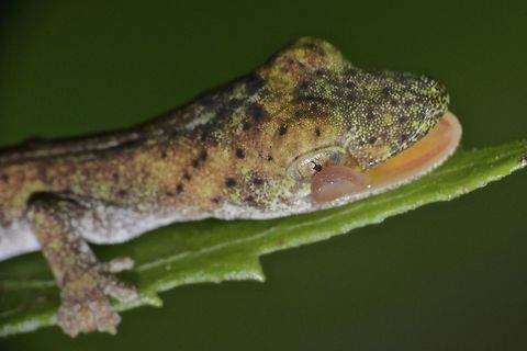 False Gekko - Pseudogekko compresicorpus This False Gekko - Pseudogekko compresicorpus are endemic to Philippines, and the 6 species from this genus are only found from the Philippines, of which 2 were newly described in 2014. Like Gekkos, Pseudogekkos does not have external ears and no external eyelids but have a transparent membrane which they lick to clean as in the picture. Fall,False Gekko,Gekko,Geotagged,Philippine False Gecko,Philippines,Pseudogekko compresicorpus,Pseudogekko compressicorpus,north luzon