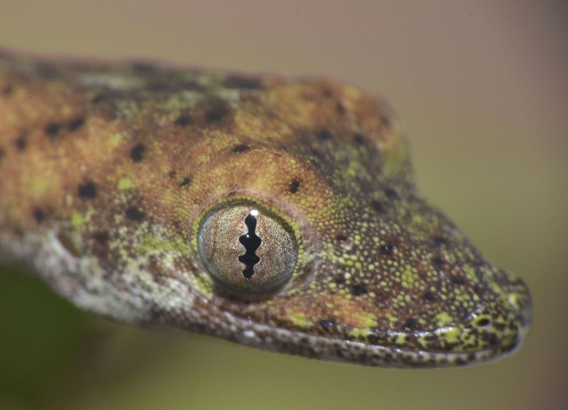 False Gekko - Pseudogekko compresicorpus This False Gekko - Pseudogekko compresicorpus are endemic to Philippines, and the 6 species from this genus are only found from the Philippines, of which 2 were newly described in 2014. Like Gekkos, Pseudogekkos does not have external ears and no external eyelids but have a transparent membrane which they lick to clean Fall,False Gekko,Gekko,Geotagged,Philippine False Gecko,Philippines,Pseudogekko compresicorpus,Pseudogekko compressicorpus,north luzon