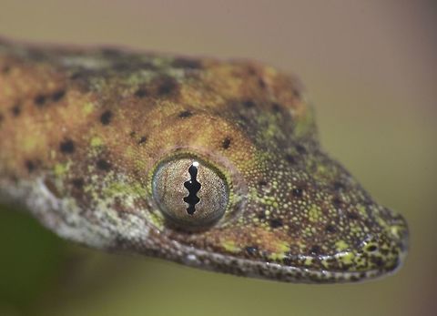 False Gekko - Pseudogekko compresicorpus This False Gekko - Pseudogekko compresicorpus are endemic to Philippines, and the 6 species from this genus are only found from the Philippines, of which 2 were newly described in 2014. Like Gekkos, Pseudogekkos does not have external ears and no external eyelids but have a transparent membrane which they lick to clean Fall,False Gekko,Gekko,Geotagged,Philippine False Gecko,Philippines,Pseudogekko compresicorpus,Pseudogekko compressicorpus,north luzon