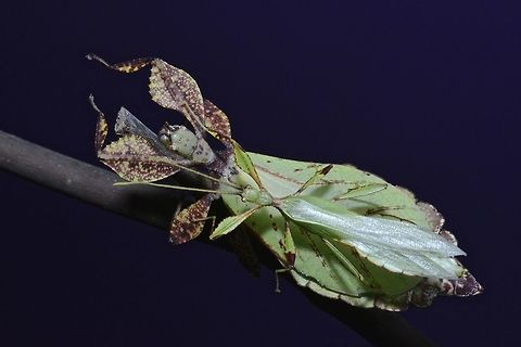 Leaf Insect - Phyllium philippinicum This is a pair of Leaf Insect - Phyllium philippinicum.  The Male is the smaller one, on top of the bigger Female.
Male has full wings and capable of flights and they also have very long antennae. Females have wings but not capable of flights and their antennae is very short.  Their colours can varies from green to yellow/orange with patches of brown to camouflage with their surroundings of not just leafs but older leafs or dead leafs. Fall,Geotagged,Leaf Insect,Philippines,Phyllium philippinicum,Walking Leaf Insect,north luzon