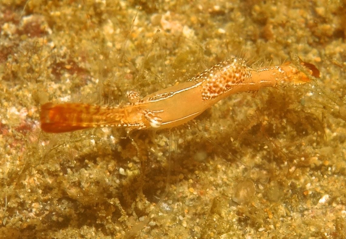 Donald Duck Shrimp - Leander Plumosus This bright orange Shrimp is fondly called Donald Duck Shrimp - Leander Plumosus.                 Anilao,Batangas,Donald Duck Shrimp,Geotagged,Leander Plumosus,Philippines,Pipefish Shrimp,Plumed Tail Shrimp,Shrimp,Winter