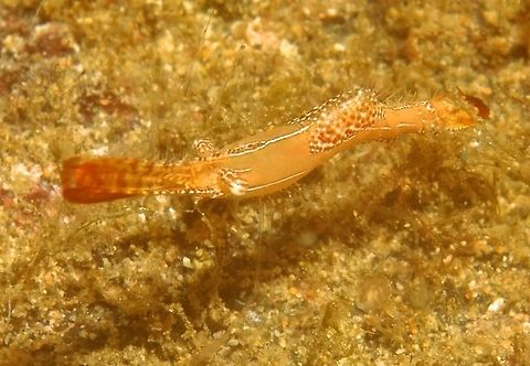 Donald Duck Shrimp - Leander Plumosus This bright orange Shrimp is fondly called Donald Duck Shrimp - Leander Plumosus.                 Anilao,Batangas,Donald Duck Shrimp,Geotagged,Leander Plumosus,Philippines,Pipefish Shrimp,Plumed Tail Shrimp,Shrimp,Winter