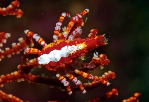 Gorgonian Spider Crab - Xenocarcinus depressus This Gorgonian Spider Crab - Xenocarcinus depresses are very small in size, just around 2 cm.  It is pinkish/orange in colour with white stripes/segments which makes them camouflaged very well on the host Gorgonian Sea Fan which they lives in.                          Anilao,Batangas,Conical Spider Crab,Depressed Spider Crab,Geotagged,Gorgonian Spider Crab,Philippines,Winter,Xenocarcinus depressus