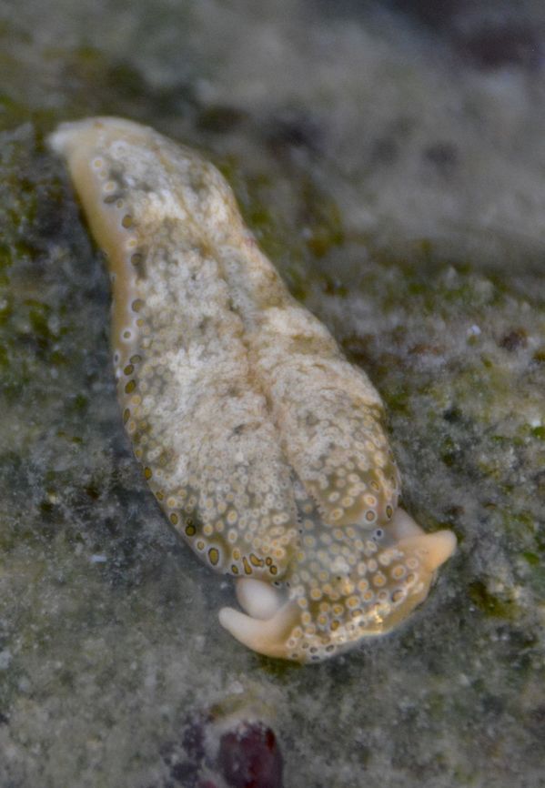 Sap Sucking Sea Slug - Plakobranchus ocellatus Sap Sucking Sea Slug - Plakobranchus ocellatus  has body that is broad, truncate, and rather flattened, up to 4 cm long. The ground colour is usually pale green, beige, or cream with large ocelli (spots similar to eyespots) of cream, brown, pink, and purple in varying shades. The sole of the foot also has ocelli.<br />
<br />
Pictures of them courting/mating can be seen here :<br />
<br />
<figure class="photo"><a href="https://www.jungledragon.com/image/43536/sap_sucking_sea_slug_-_plakobranchus_ocellatus.html" title="Sap Sucking Sea Slug - Plakobranchus ocellatus"><img src="https://s3.amazonaws.com/media.jungledragon.com/images/2994/43536_thumb.jpg?AWSAccessKeyId=05GMT0V3GWVNE7GGM1R2&Expires=1759968010&Signature=tA2rXxJjNP9KAe8gDT2ka6n5vXQ%3D" width="200" height="152" alt="Sap Sucking Sea Slug - Plakobranchus ocellatus Sap Sucking Sea Slug - Plakobranchus ocellatus has body that is broad, truncate, and rather flattened, up to 4 cm long. The ground colour is usually pale green, beige, or cream with large ocelli (spots similar to eyespots) of cream, brown, pink, and purple in varying shades. The sole of the foot also has ocelli.<br />
<br />
This is a pair of them courting and eventually mating.  During the courting period, they crawl around each other in a circle and then ended up in a coil as shown in the picture above.<br />
<br />
Detailes of individuals can be seen here :<br />
<br />
https://www.jungledragon.com/image/42939/sap_sucking_sea_slug_-_plakobranchus_ocellatus.html<br />
 Flat Camouflaged Slug,Geotagged,Philippines,Plakobranchus ocellatus,Sap Sucking Sea Slug,Summer,cebu,malapascua,sea slug" /></a></figure><br />
 Flat Camouflaged Slug,Geotagged,Philippines,Plakobranchus ocellatus,Sap Sucking Sea Slug,Spring,cebu,malapascua