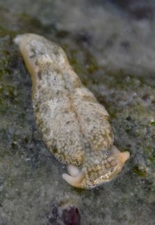 Flat Camouflaged Slug