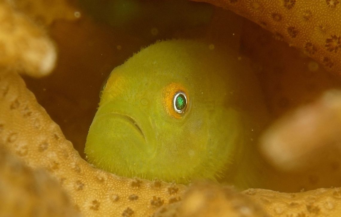 Yellow Hairy Goby - Paragobiodon xanthosoma This Yellow Hairy Goby - Paragobiodon xanthosoma is small in size, around 4 cm but they are always hiding in the staghorn corals and it is nearly impossible to get a picture of the whole fish.  It is only through close-up pictures that one can see the 'beard' or 'hairs' on its face. Anilao,Batangas,Geotagged,Goby,Paragobiodon xanthosoma,Philippines,Winter,Yellow Hairy Goby