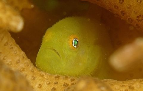 Paragobiodon xanthosoma