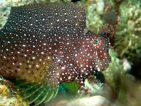 Whitespotted blenny