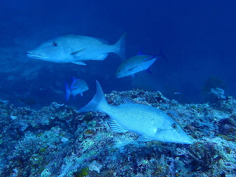 Long Nose Emperor - Lethrinus olivaceus Lethrinus olivaceus, common name Longface emperor or Long-nosed emperor, is a species of bony fishes belonging to the family Lethrinidae. Lethrinus olivaceus can reach a length of about 70&ndash;100 centimetres (28&ndash;39 in). This large lethrinid has a very long snout, with dark wavy streaks. The basic color of the body is olive-grayish, usually with various irregular darker blotches. It has 10 dorsal spine, 9 dorsal soft rays, 3 anal spines and 8 anal soft rays. This fish feeds mainly on crustaceans, cephalopods and fishes. Geotagged,Lethrinus olivaceus,Long Nose Emperor,Philippines,Spring,cebu,malapascua