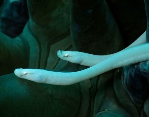 Mushroom-coral pipefish