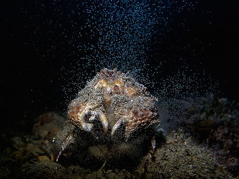 Box Crab Spawning - Video footage This is a female Box Crab - Calappa hepatica, releasing her eggs to the water column.  The babies will be carried away by the current until they settles down in the sandy bottom.

https://www.youtube.com/watch?v=3UEe0LJTTzc Anilao,Batangas,Box Crab,Calappa hepatica,Geotagged,Philippines,Winter