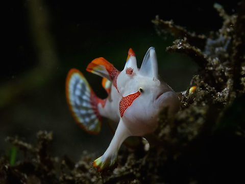 Clown/Warty Frogfish - Antennarius maculatus This is a Juvenile Clown Frogfish - Antennarius maculatus, also known as Warty Frogfish.
They can be variable in colours - white, yellow, black, orange with spots and/or markings of other colours.

Picture of adult can be seen here :

https://www.jungledragon.com/image/43537/clownwarty_frogfish_-_antennarius_maculatus.html
 Antennarius maculatus,Geotagged,Philippines,Warty frogfish,Winter