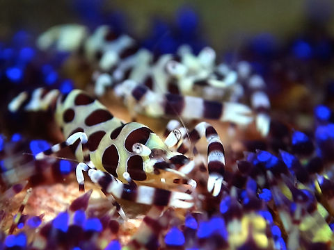 Coleman Shrimp - Periclimenes colemani This Coleman Shrimps - Periclimenes colemani are usually found in pairs on their host Fire Sea Urchins.  The cut off the spines of the Fire Sea Urchins and lives on the 'bald' spot of the Fire Sea Urchins. Anilao,Batangas,Coleman Shrimp,Geotagged,Periclimenes colemani,Philippines,Spring,periclimenes colemani