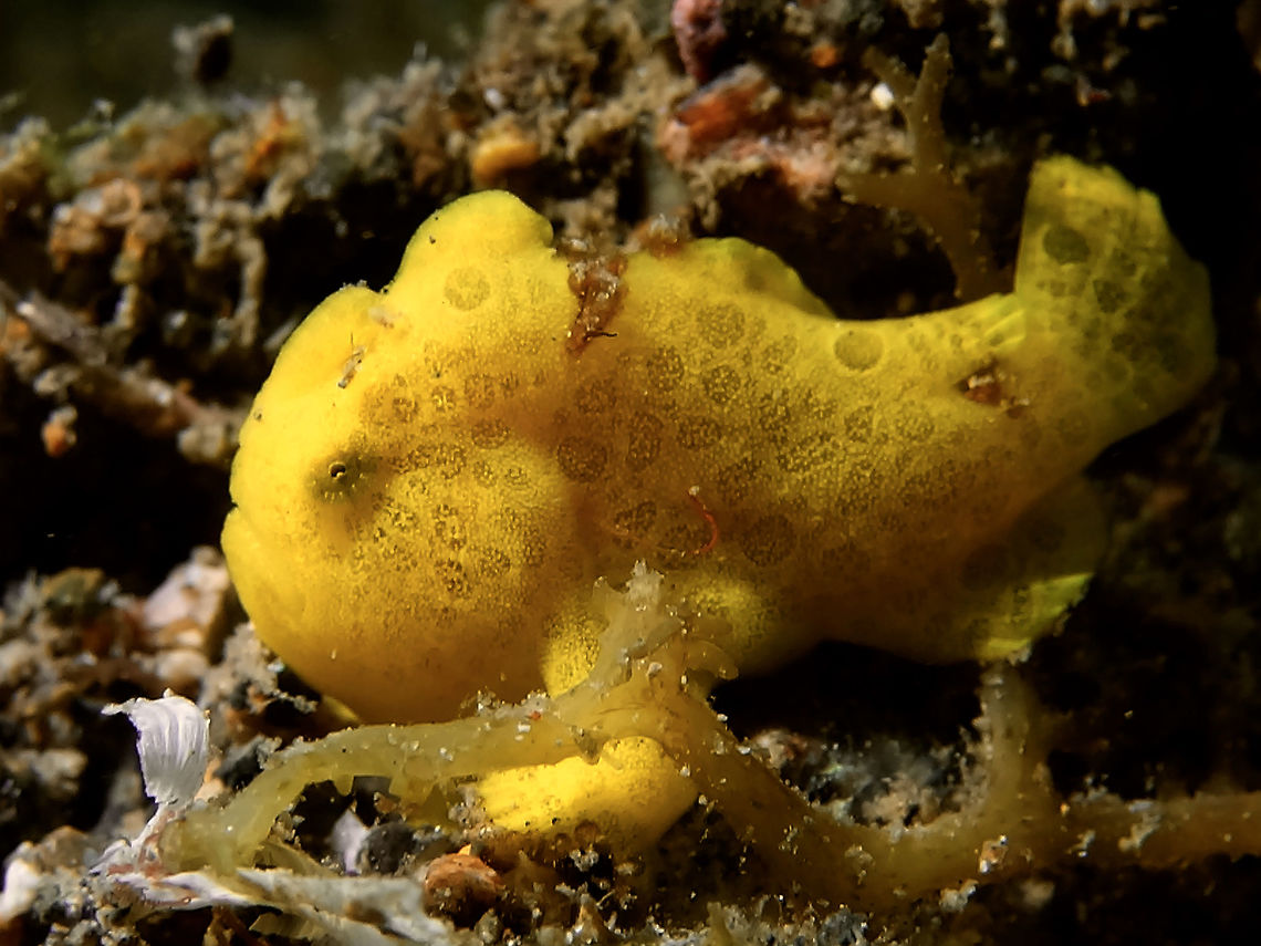 Painted Frogfish - Antennarius pictus The Painted Frogfish - Antennarius pictus can be highly variable in colour and they are capable to change their colours within weeks to adapt to their surrounding.  However, the dominant coloration goes from white to black, passing through a whole range of related nuances such as cream, pink, yellow, red, and brown, usually with circular eye spots darker than the background color and/or with saddles and blotches.<br />
<br />
Like all other Frogfishes species, they are ambush predators, sitting still for a long time waiting for their prey to swim pass and if need be, they can flick their 'lure' to attracts smaller fishes to them.  They can swallow prey as big as them. Anilao,Antennarius pictus,Batangas,Frogfish,Geotagged,Painted Frogfish,Philippines,Winter