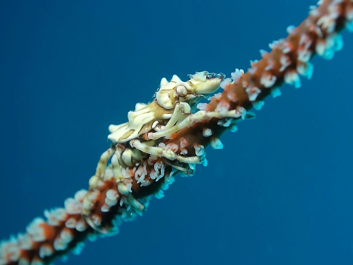Xeno Crab - Xenocarcinus tuberculatus This Xeno Crab - Xenocarcinus tuberculatus are small in size, around 2 cm and usually found on whip/wire corals where they can be very well camouflaged in.  Their body is tuberculated, hence its name and it has a long snout. Anilao,Batangas,Geotagged,Philippines,Winter,Xeno Crab,Xenocarcinus tuberculatus,crab