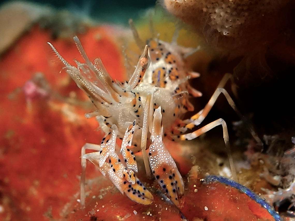 Tiger Shrimp - Phyllognatia ceratophthalmus Albeit its name, Tiger Shrimp - Phyllognatia ceratophthalmus is very small in size, around 1 cm.  They get the name because of their colours.  They are mostly found in pairs. Anilao,Batangas,Geotagged,Philippines,Phyllognatia ceratophthalmus,Tiger,Tiger Shrimp,Tiger shrimp,Winter
