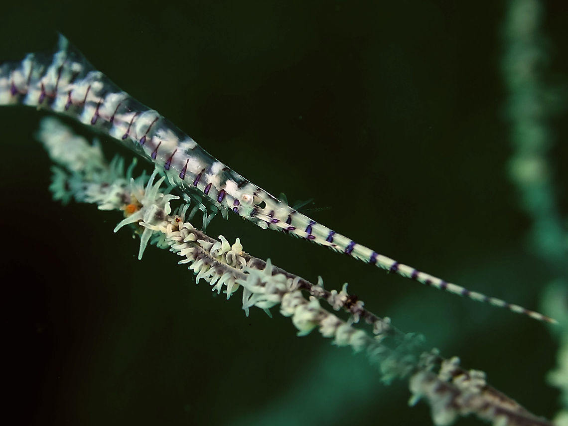 Saw Blade Shrimp - Tozeuma armatum Saw Blade Shrimp - Tozeuma armatum got their name from the long snout they have which has ridges like saws.<br />
This Shrimp is slender and long, yellow to translucent colour with purple stripes.  They lives among black corals and blend is very well camouflaged among its host. Anilao,Batangas,Geotagged,Philippines,Saw Blade Shrimp,Saw-blade shrimp,Shrimp,Tozeuma armatum,Winter