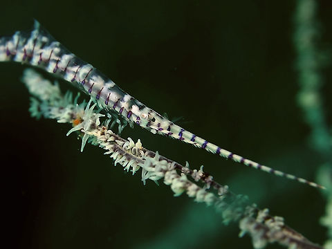 Saw Blade Shrimp - Tozeuma armatum Saw Blade Shrimp - Tozeuma armatum got their name from the long snout they have which has ridges like saws.
This Shrimp is slender and long, yellow to translucent colour with purple stripes.  They lives among black corals and blend is very well camouflaged among its host. Anilao,Batangas,Geotagged,Philippines,Saw Blade Shrimp,Saw-blade shrimp,Shrimp,Tozeuma armatum,Winter