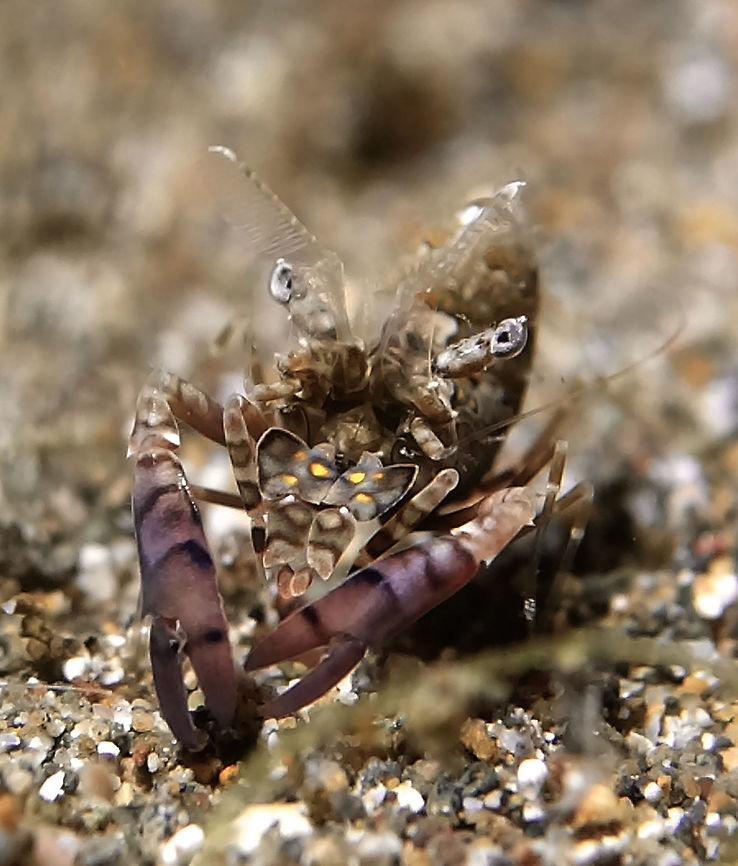 Simplex Shrimp - Phyllognathia simplex This Simplex Shrimp - Phyllognathia simplex is rare to find, not only because they are small in size (around 1 cm) but because they do not stay in particular area.  They are usually seen at night time when they come out to feed, during they time, they are hiding, buried in the sand.  Their body is mostly grey to purple colour with yellow markings and their claws are purple in colour. Anilao,Batangas,Geotagged,Philippines,Phyllognathia simplex,Shrimp,Simplex Shrimp,Winter