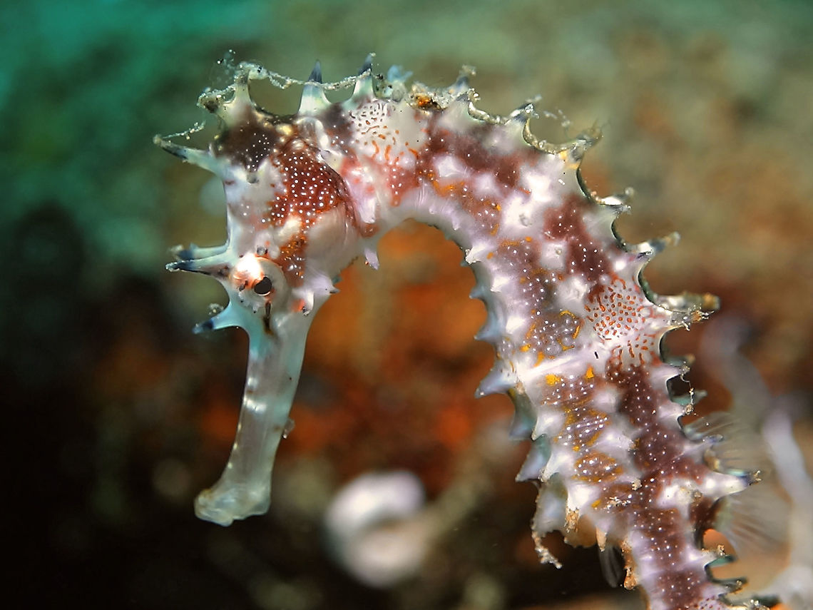 Thorny Seahorse - Hippocampus histrix The Thorny Seahorse - Hippocampus histrix are also known as Spiny Seahorse.  They have thorns/spines from their head down to the body.  They can be variable in colour and they can change their colours to adapt to their environment.  Anilao,Batangas,Geotagged,Hippocampus histrix,Philippines,Seahorse,Spiny Seahorse,Spiny seahorse,Thorny Seahorse,Winter