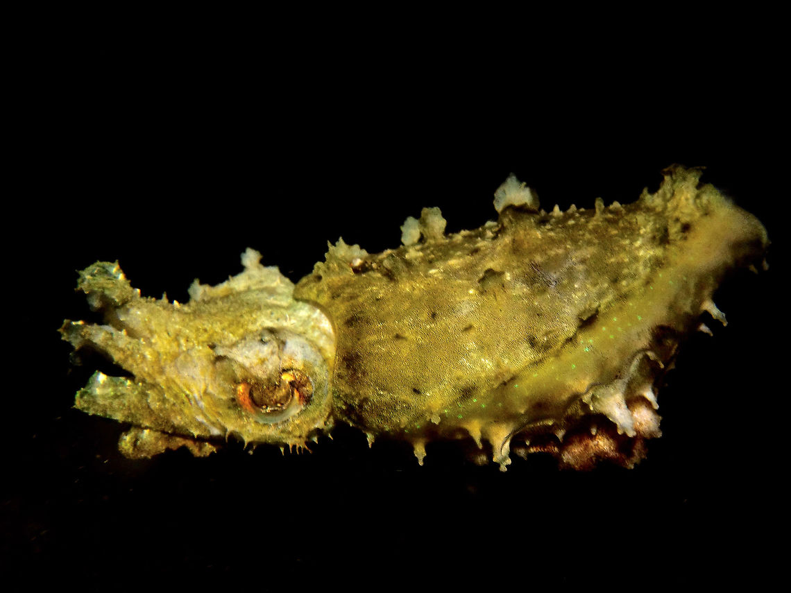 Dwarf Cuttlefish - Sepia bandensis Dwarf Cuttlefish - Sepia bandensis, as the name implies is small in size, around 6-8cm.<br />
This species does not change its colour too much, mostly white/grey/brown but can change its the appearance of its body from smooth when swimming to with appendages when &#039;walking&#039; near the sea bottom.  Yes, they do &#039;walk&#039; using their tentacles and the appendages at the end of the abdomen.<br />
This species is nocturnal and usually seen at night. Anilao,Batangas,Cuttlefish,Dwarf Cuttlefish,Geotagged,Philippines,Sepia bandensis,Spring,Stumpy-spined cuttlefish