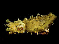 Dwarf Cuttlefish - Sepia bandensis Dwarf Cuttlefish - Sepia bandensis, as the name implies is small in size, around 6-8cm.<br />
This species does not change its colour too much, mostly white/grey/brown but can change its the appearance of its body from smooth when swimming to with appendages when 'walking' near the sea bottom.  Yes, they do 'walk' using their tentacles and the appendages at the end of the abdomen.<br />
This species is nocturnal and usually seen at night. Anilao,Batangas,Cuttlefish,Dwarf Cuttlefish,Geotagged,Philippines,Sepia bandensis,Spring,Stumpy-spined cuttlefish