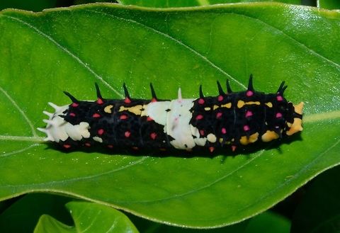 Caterpillar of Swallowtail Butterfly, Common Mime This unusually beautiful caterpillar is from the species Chilasa clytia, known as the Common Mime, a Swallowtail Butterfly. The pink spots and yellow markings on the Caterpillar makes it stands out from the black and white coloured body. Caterpillar,Chilasa clytia,Common Mime,Geotagged,Papilio clytia,Philippines,Spring,Swallowtail Butterfly