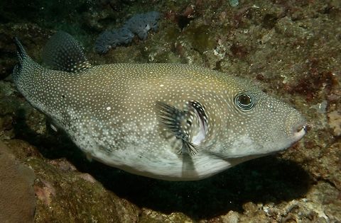 Blue-spotted Pufferfish - Arothon caeruleopunctatus Blue-spotted Pufferfish - Arothon caeruleopunctatus, yellowish brown back and covered in blue spots; alternating light and dark rings around eye, black patch with white spots on pectoral-fin base.  Large in size, up to 70 cm. Arothon caeruleopunctatus,Arothron caeruleopunctatus,Blue-Spotted Pufferfish,Geotagged,Mindoro,Philippines,Puerto Gallera,Pufferfish,Spring
